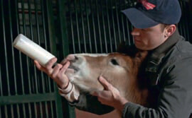Budweiser invited fans to name a foal
